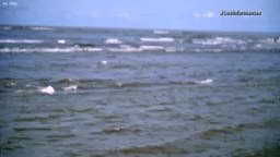 El viejo y el mar