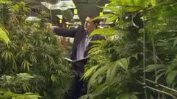 Marihuana Legal