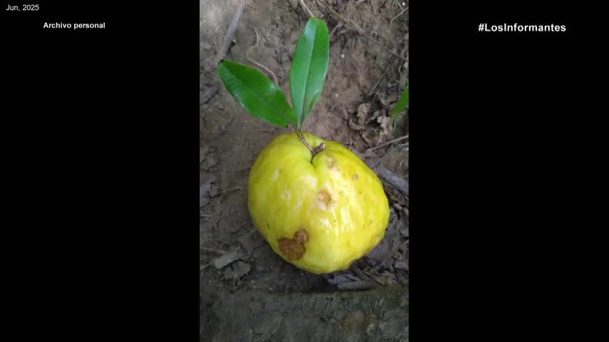 La otra fruta prohibida