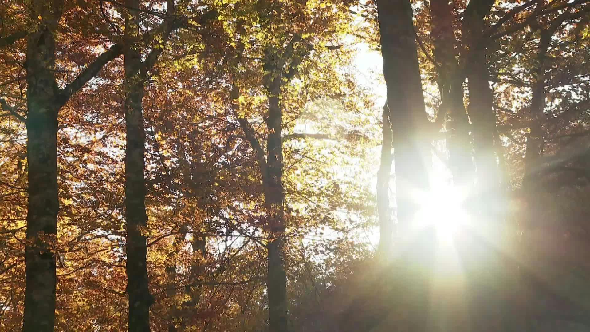Bosque de Gamueta (Huesca)