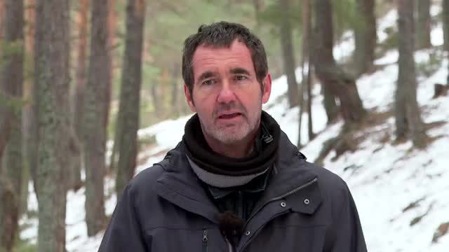 Bosque de Montes Universales (Teruel)