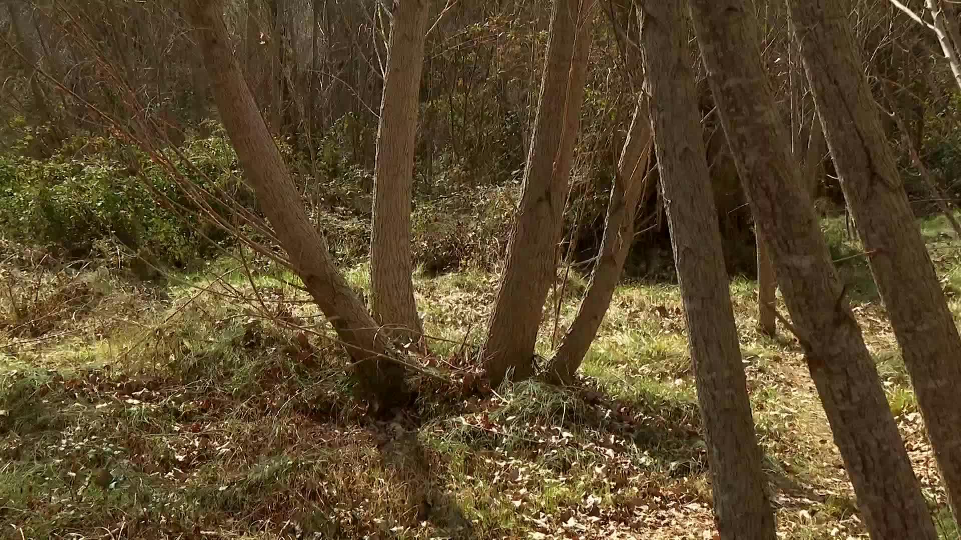 Guadalaviar: río y bosque (Teruel)