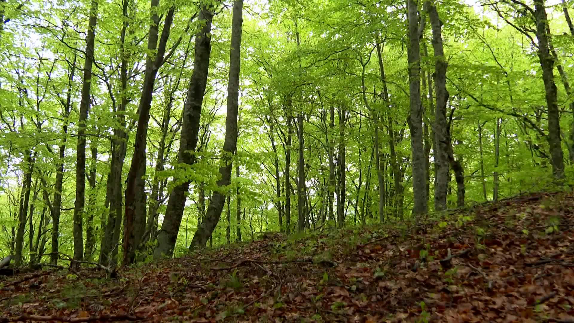 Bosques en Sallent de Gállego (Huesca)