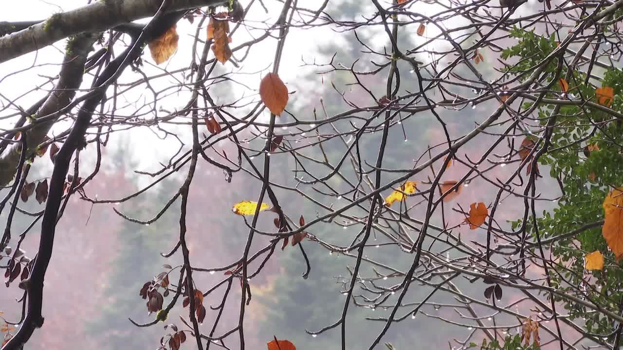 El bosque de las Hayas Torla-Ordesa (Huesca)