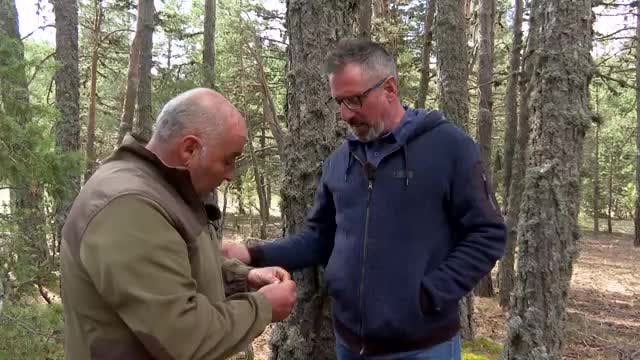El bosque de Fortanete (Teruel)