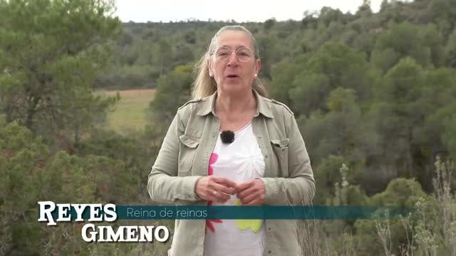 Pinar de Buchancalera (Teruel)