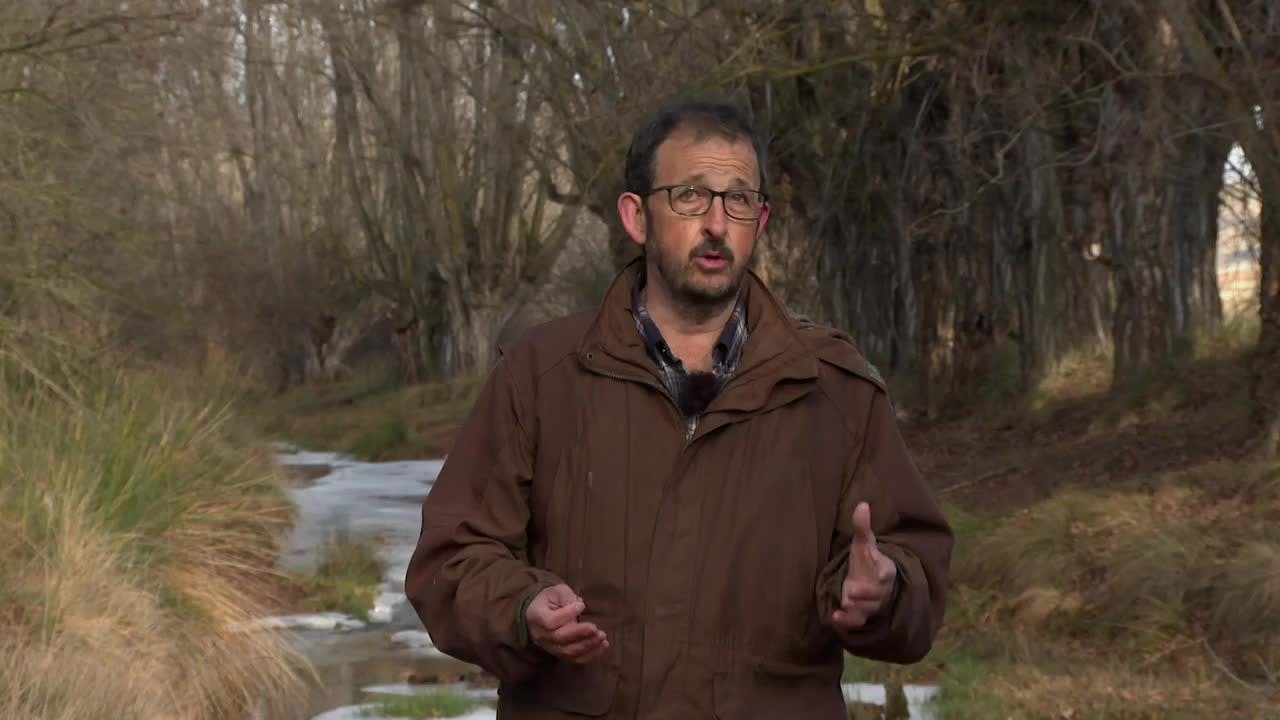 Chopos cabeceros del río Pancrudo de Barrachina (Teruel)