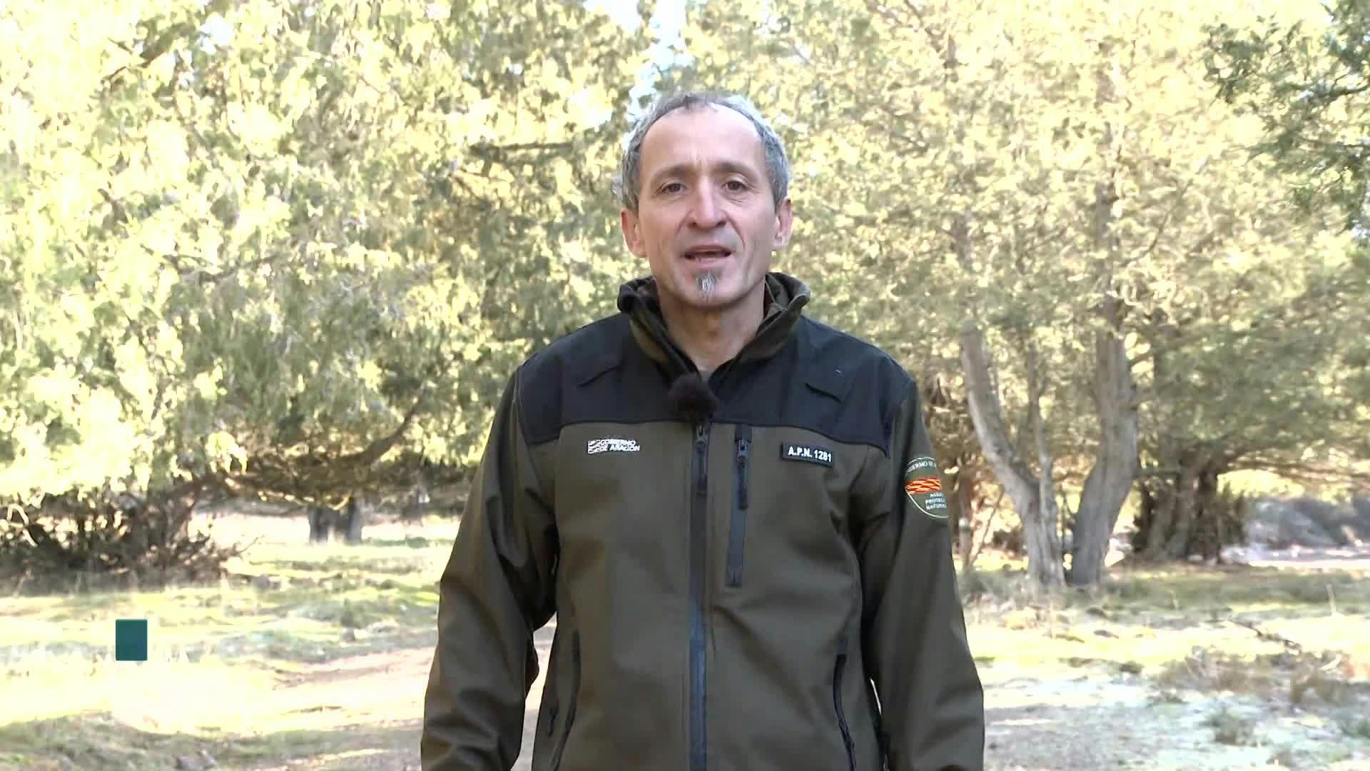 Sabinas de Olalla (Teruel)