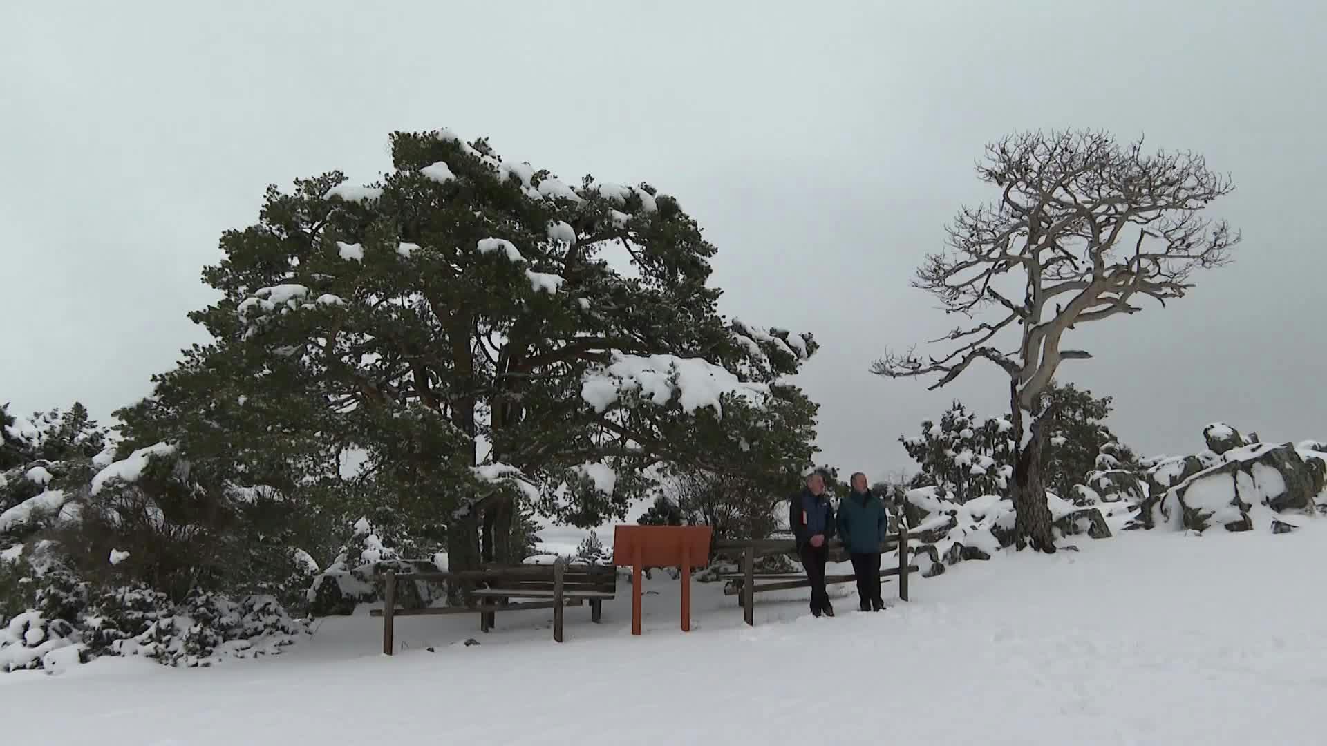 El pinar de Orihuela del Tremedal (Teruel)