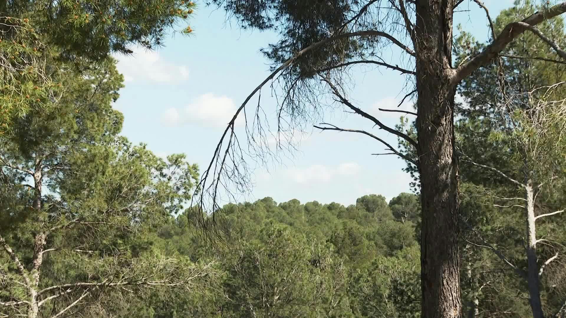 El Pinar de Daroca (Zaragoza)