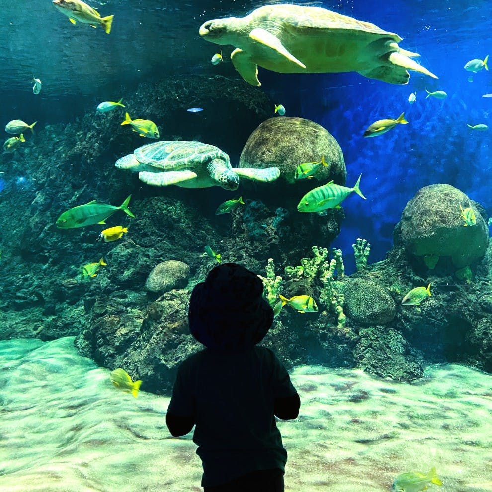 El Acuario de Zaragoza sufre el robo de una especie exótica