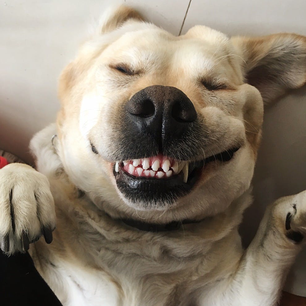La importancia de la salud bucodental de nuestras mascostas