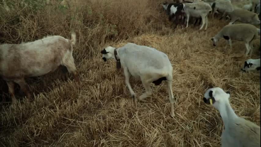 EL CAMPO ES NUESTRO - 2025-09-04