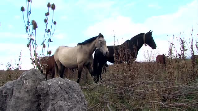 LA MADRIGUERA - Capítulo 9