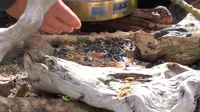 LA MADRIGUERA - Capítulo 33