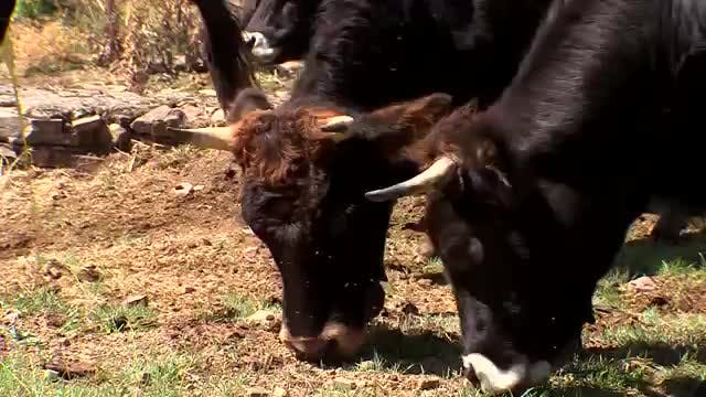 LA MADRIGUERA - Capítulo 4