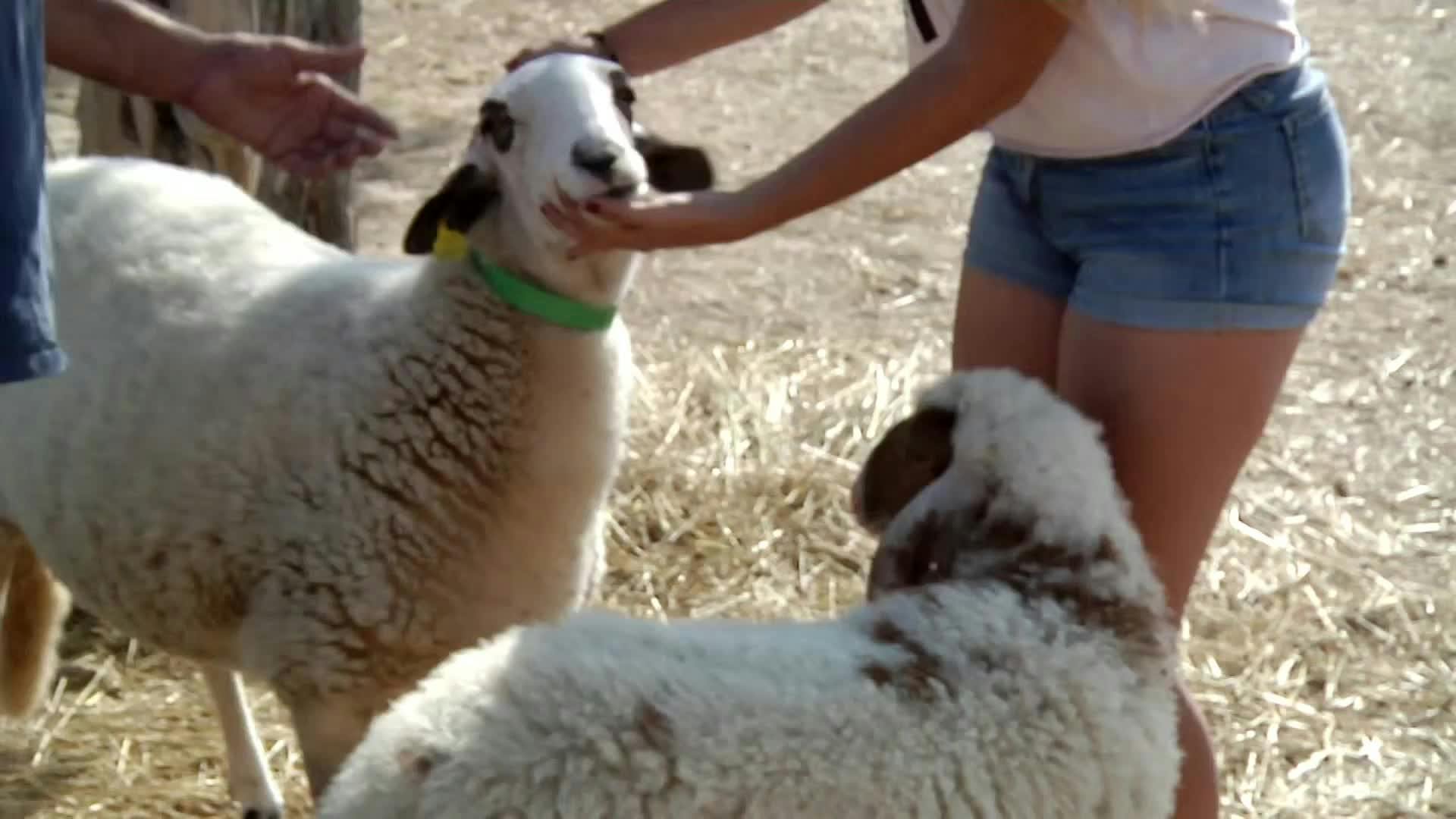VANITY FARM - Capítulo 15