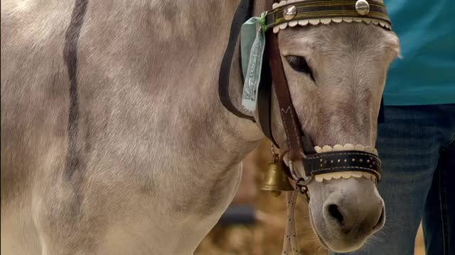 VANITY FARM, LA GALA - Capítulo 2