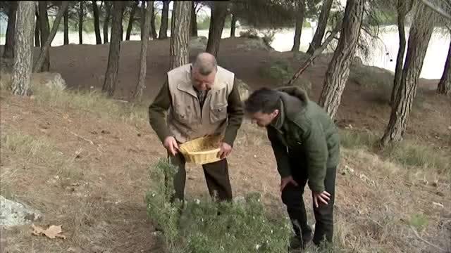 Borja