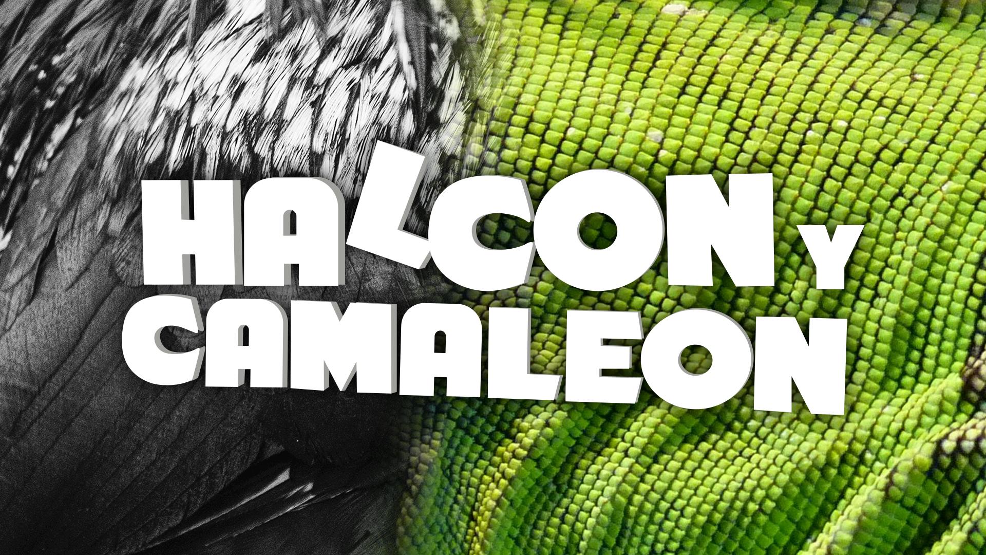 Halcón y camaleón