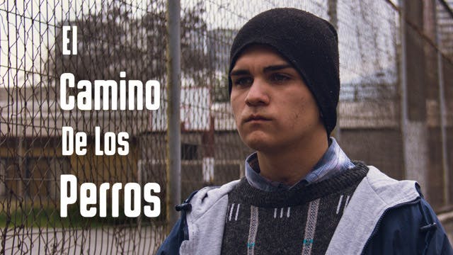El camino de los perros