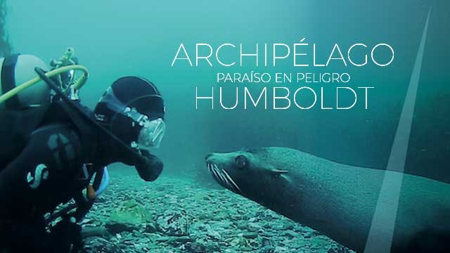 Archipiélago Humboldt, paraíso en peligro