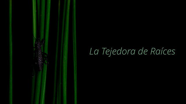 La tejedora de raíces