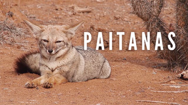 Paitanas