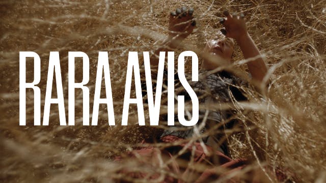 Rara Avis